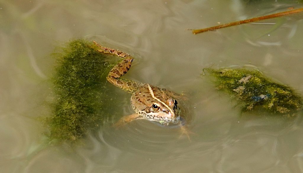 Frogs to be found along the salt-flats of Comporta