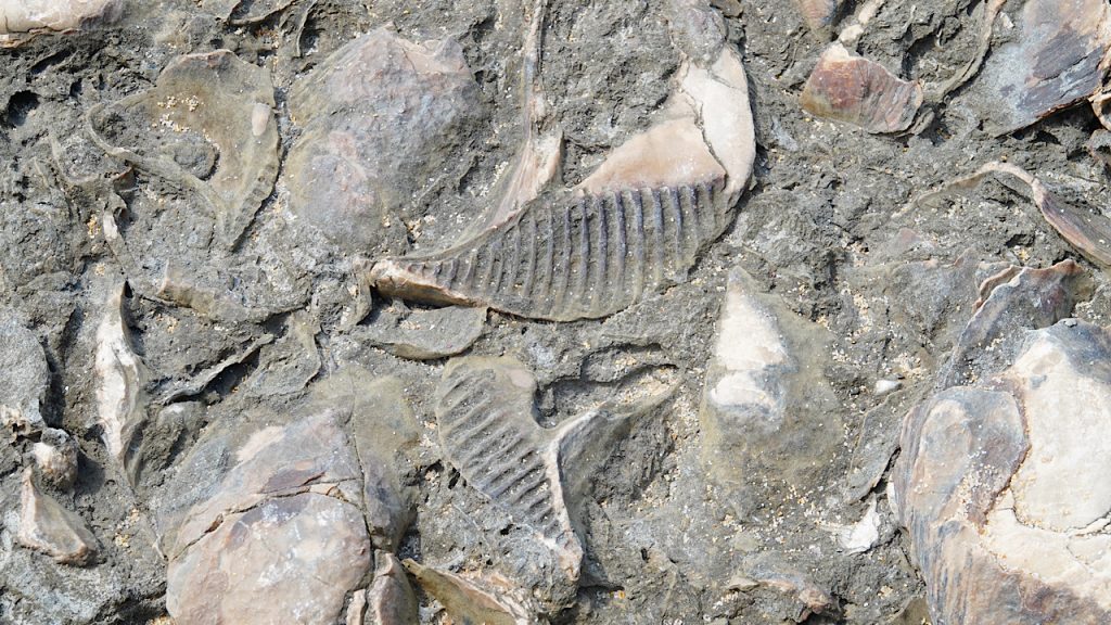 Fossils on Azul Beach