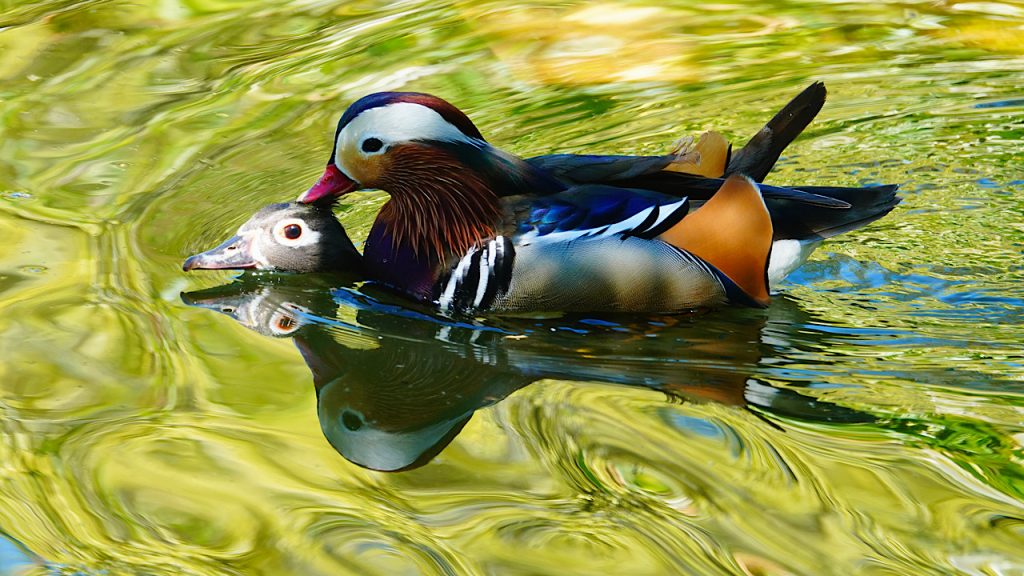 Mandarin Duck mating at the Palace Pond, Buçaco