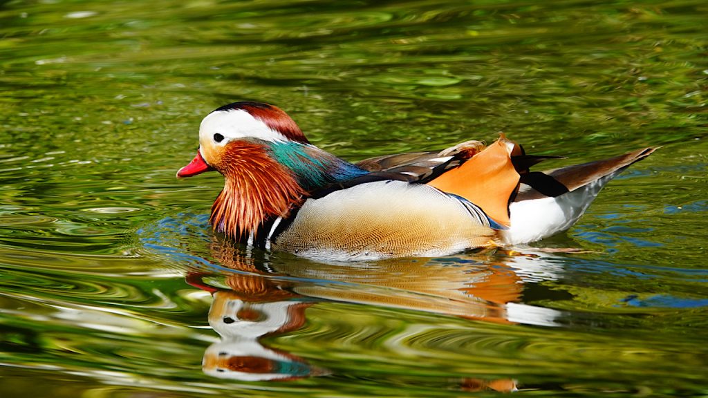 Mandarin Duck at the Palace Pond, Buçaco