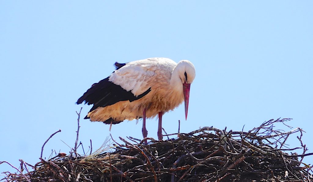 Emblematic storks of Comporta