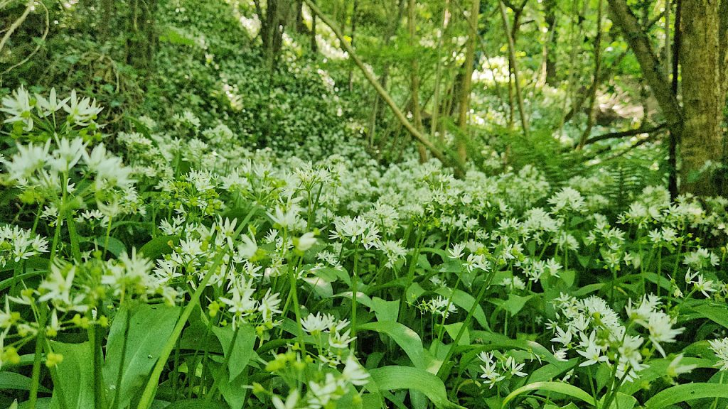 Wild garlic in May in the woodlands of Symonds Yat