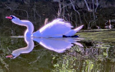 Finding my hidden voice; Me, a Swan and Travel